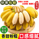 集年鲜 广西香蕉小米蕉现发新鲜采摘热带水果小芭蕉软糯香甜丑香蕉整箱 5斤优选（含箱） 2.5kg
