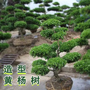 小叶黄杨树庭院别墅造型绿化独杆冬青雀氏黄杨盆景树四季常青树苗 1.5-1.7m高黄杨小造型