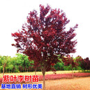 花无痕速生紫叶李树苗 红叶李树苗 紫叶李子树苗 紫叶李果 绿化苗 地径15公分粗