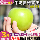 西双版纳苹果枣【巨无霸】牛奶大青枣冷链新鲜水果贵妃枣 3斤中果【50-60g】鲜甜多汁