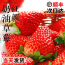 鹿凌青草莓新鲜水果礼盒5斤孕妇红颜奶油九九大99牛奶草莓整箱3顺丰上门 1000g 精选特大果（单果35g以上）