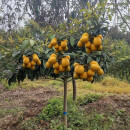 绱娴嫁接枇杷苗砂糖枇杷苗无核枇杷树苗盆栽地栽果苗种植当年结果 台湾枇杷【5年苗当年结果】