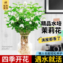 临雅茉莉花水培植物盆栽办公室内桌面好养懒人鲜花绿植九里香水养花卉 茉莉花1盆7-8株-带根款