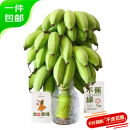 京鲜生 禁止蕉绿苹果蕉 净重7-8斤 带杆水培香蕉 新鲜水果 源头直发 