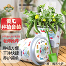 德沃多黄瓜种子DIY儿童趣味种植盆栽套装花卉绿植盆栽蔬菜观察种植杯