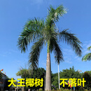 旭力大王椰树苗大王棕树绿化树苗名贵苗木四季常青庭院别墅风景树耐寒 大王椰2.5米高粗13厘米 带土发 其他