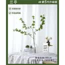 润蕾北欧仿真绿植马醉木日本吊钟假植物客厅插花餐桌装饰品仿真花摆件 大款过胶吊钟1支+大号大肚瓶