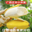 庾丰广西正宗小米蕉新鲜香蕉水果整箱现摘芭蕉粉蕉香甜苹果蕉禁止焦绿 5斤 （含箱）香甜可口 现摘