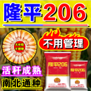 壮汉农科院高产玉米种子大全双胞胎矮杆抗倒伏抗病硬质大马牙大棒苞米 农科院推荐大品牌【约4400粒】