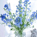 云南蓝色小飞燕鲜花云南基地直发办公家用室内水养鲜切花 浅蓝色小飞燕1扎 B 40-50左右