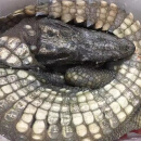 龙源鲜新鲜现杀带皮鳄鱼人工养殖食用鳄鱼尾鳄鱼腿生鲜鳄鱼肉春节送礼 整只带皮去内脏20斤左右