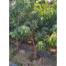 灵山冰荔仙进奉糯米糍妃子笑无核荔枝树苗水果树南方种植桂味大苗 九年苗 70cm(含)-79cm(含)