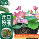 寿禾 碗莲种子水培已开口鱼缸盆栽四季开花植物 碗莲种子30粒