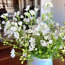 云南蓝色小飞燕鲜花云南基地直发办公家用室内水养鲜切花 白色小飞燕1扎 B 40-50左右