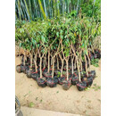 新品种海南荔枝王苗火山岩荔枝王无核荔枝果树苗桂味荔枝树苗带土 荔枝王5年嫁接苗1棵【当年结果】 80cm(含)-89cm(含)