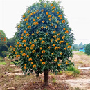 慕尔森桂花树苗四季桂浓香型原生苗庭院盆栽地栽金桂别墅大桂花树丹桂室 原生【金桂】开花金黄色 精品8公分粗【1.8-2.2米高】