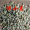 原种黑小麦种子农大小麦农家黑麦富硒黑小麦黑金刚春冬季种籽 农 富晒绿小麦种子50斤简装