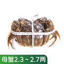 鲜活清水大闸蟹(母蟹) 115-135g/只