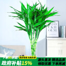 沭之美水培绿植富贵竹水养植物 富贵竹10支约70-80cm高-不含瓶 源头直发