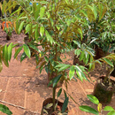 榴莲苗果树苗嫁接榴莲树苗泰国榴莲苗南方种植带土苗金枕榴莲苗 金枕榴莲苗嫁接苗2年苗 原土杯苗 榴莲苗
