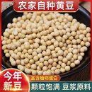 七点食分新货农家自产土黄豆东北大豆发豆芽打豆浆豆类五谷杂粮 黄豆3斤