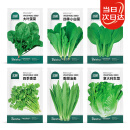 北蔬 蔬菜种子大全香菜菠菜冬季阳台菜籽 6种叶菜类蔬菜种子套餐