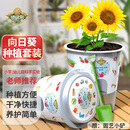 德沃多肥料向日葵种子DIY儿童趣味种植盆栽套装小学植物观察幼儿园六一