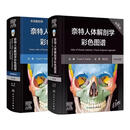 人体解剖色彩图谱郭光文人民卫生出版社奈特人体解剖学图谱第八版+系统解剖学 人体器官结构解剖彩色图谱 奈特人体解剖学彩色图谱 第8版+系统解剖学