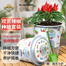 德沃多观赏辣椒种子DIY儿童趣味种植盆栽套装学生植物观察杯六一儿童节