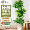 植男植女幸福树造型绿宝盆栽真绿植客厅室内大型绿植办公乔迁新居源头直发