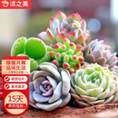 沭之美多肉植物桌面盆栽绿植DIY花卉   随机多肉10颗 不含盆 源头直发