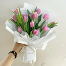 云南网红郁金香鲜切花基地直发，新鲜采摘，情人节求婚10*束。 深粉色 A级 30cm-60cm不含