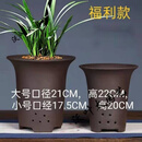 宜兴紫砂兰花盆特大号君子兰陶瓷花盆 兰花盆两件套