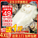 蜀皇乳山生蚝鲜活特大牡蛎海蛎子5斤4XL(10-16)只源头直发包 邮