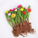 花翁太阳花盆栽苗重瓣单瓣带花苞四季开花植物花卉源头直发 40棵/带根