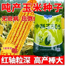 杂交玉米种籽中科玉505矮杆特大棒双胞胎老品种早熟高产包谷种子 8省国审精品中科玉505一亩地