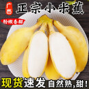 正宗广西小米蕉香蕉新鲜水果当季小香苹果蕉粉蕉自然熟 带箱 9斤