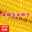 黄金甜粘糯大棒玉米香甜糯玉米种子黄糯粘玉米种子蔬菜种子庭院播 黄糯玉米种子 5包约251粒