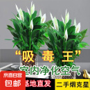 【热销款】白掌一帆风顺盆栽水培植物室内花绿植红掌发财树吸甲醛 【店主推荐】特级白掌6-8株带花+早安盆+营养液