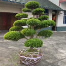 瑞轹黄杨造型树地栽庭院四季常青盆景耐寒别墅精品不落叶工程园林景观 黄杨一物一拍1.8米高【联系客服