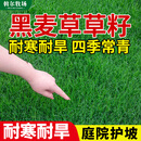斡尔牧场草坪种子黑麦草种子草籽四季常青护坡庭院绿化草种