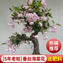花翁盆栽花卉绿植盆景 (5年2cm老桩)精品垂丝海棠花+肥料源头直发