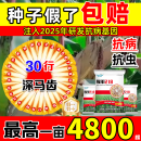 壮汉五紫八抗玉米种子大全农科院正品国审矮杆抗倒伏大棒抗病抗虫苞谷 5A提纯升级【约4201粒