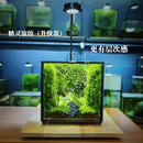 桌面生态苔藓微景观懒人养护打理生态缸 【精灵旅馆】升级版+定时植物灯