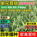 紫花苜蓿草种籽多年生牧草种子四季养殖喂羊牛鸡鸭鹅草鱼牧草种籽 进口【高产型】紫花苜蓿净种子【10斤装】-种二亩地