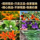 山谷里的居民中草药苗大全根茎植物苗麦冬草苗桔梗花苗牡丹芍药月季石菖蒲苗 紫花地丁种子3360斤