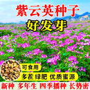 誉满园紫云英种子绿肥种子紫云英草种籽养蜂蜜源红花草籽红花草种子果园 国产紫云英种子原包装50斤