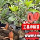 妈咪果树苗台湾新品麻美果树马梅果树苗南方庭院地栽盆栽树苗 妈咪果苗四年苗 40cm(含)-50cm(不含)