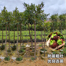 山竹树苗泰国无籽岭南黄金山竹果树苗四季盆栽地栽庭院 黄金山竹嫁接苗 三年苗