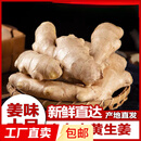 【产地直发】山东大姜生姜干姜老姜农家自种 新鲜蔬菜 精选大姜 3斤